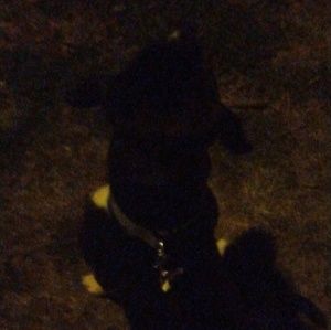 Meet your Posher, Reese